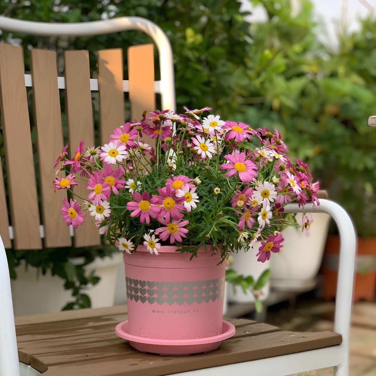  Chậu nhựa trồng cây VIETPOT, màu hồng tim, trồng kiểng lá, hoa hồng, trang trí ban công, sân vườn. 