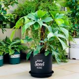  Chậu nhựa trồng cây VIETPOT, màu đen, hoa văn Sweet Home, trồng hoa kiểng lá, để nhà, sân vườn. 