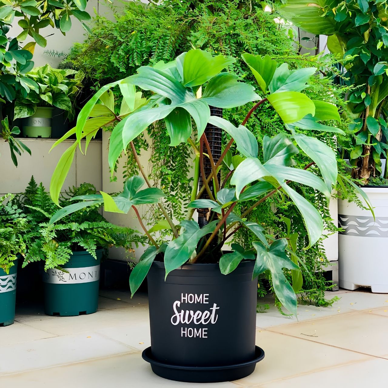  Chậu nhựa trồng cây VIETPOT, màu đen, hoa văn Sweet Home, trồng hoa kiểng lá, để nhà, sân vườn. 