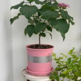  Chậu nhựa trồng cây VIETPOT, màu hồng MONTARIO, trồng hoa kiểng, hoa hồng, ban công, sân vườn 