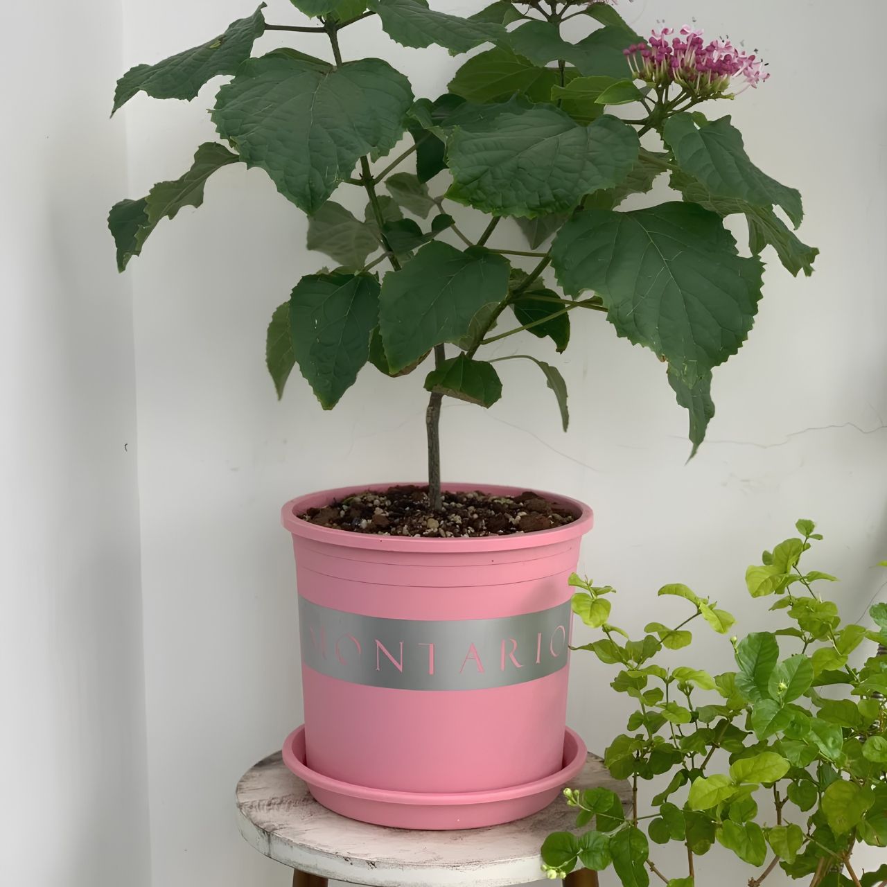  Chậu nhựa trồng cây VIETPOT, màu hồng MONTARIO, trồng hoa kiểng, hoa hồng, ban công, sân vườn 