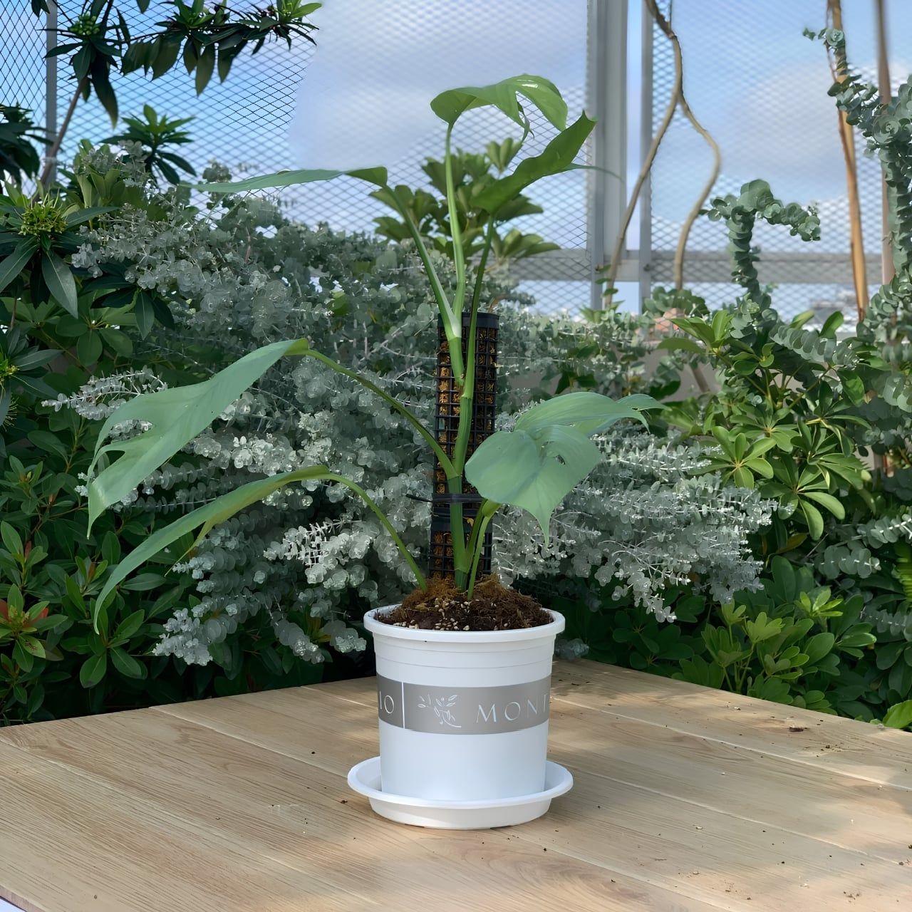  Chậu Nhựa Trồng Cây VIETPOT, màu trắng MONTARIO, kiểng lá, hoa hồng, để bàn, ban công,sân vườn 
