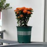  Chậu nhựa trồng cây VIETPOT, màu xanh tim, trồng kiểng lá, hoa hồng, trang trí ban công, sân vườn. 
