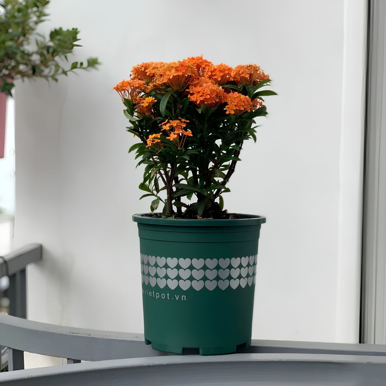  Chậu nhựa trồng cây VIETPOT, màu xanh tim, trồng kiểng lá, hoa hồng, trang trí ban công, sân vườn. 