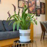  Chậu Nhựa Trồng Cây VIETPOT, màu trắng MONTARIO, kiểng lá, hoa hồng, để bàn, ban công,sân vườn 