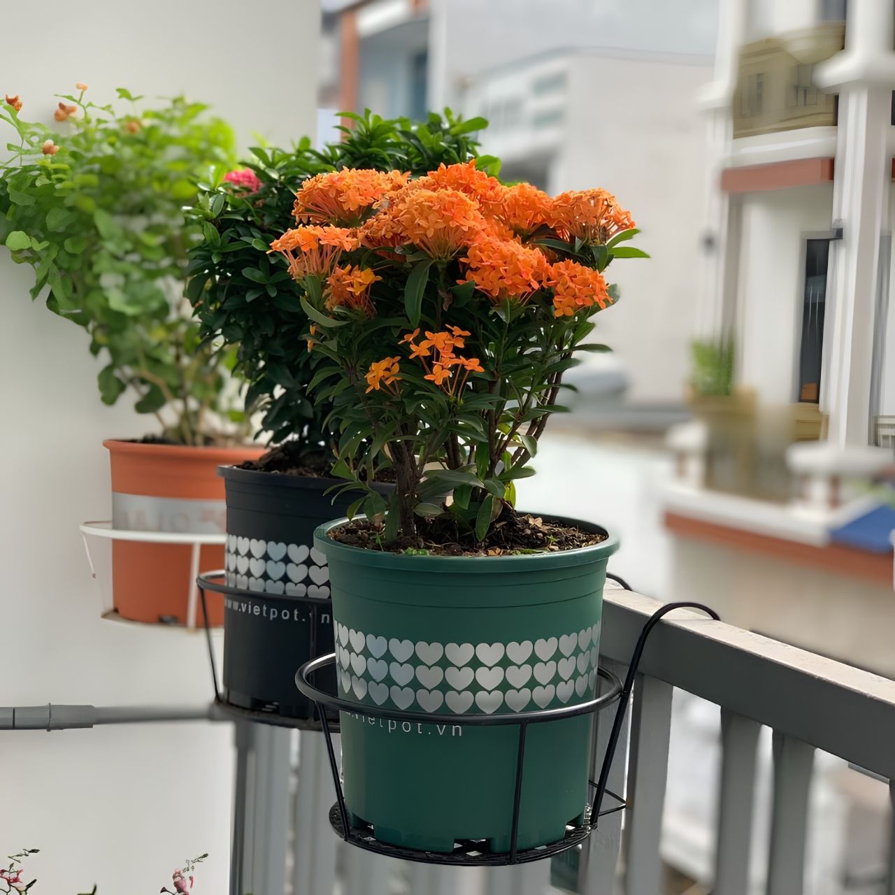  Chậu nhựa trồng cây VIETPOT, màu xanh tim, trồng kiểng lá, hoa hồng, trang trí ban công, sân vườn. 