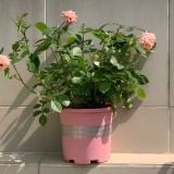  Chậu nhựa trồng cây VIETPOT, màu hồng tim, trồng kiểng lá, hoa hồng, trang trí ban công, sân vườn. 