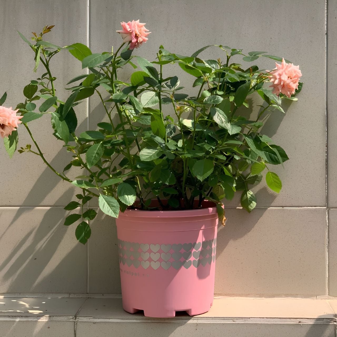  Chậu nhựa trồng cây VIETPOT, màu hồng tim, trồng kiểng lá, hoa hồng, trang trí ban công, sân vườn. 