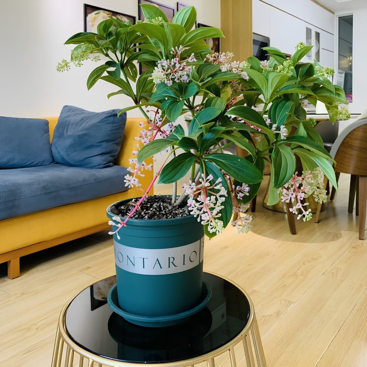  Chậu nhựa trồng cây VIETPOT, màu xanh MONTARIO, để ban công, sân vườn, trồng các loại cây hoa. 
