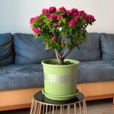  Chậu nhựa trồng cây VIETPOT, xanh Mint hoa văn tim, kiểng lá, hoa hồng, để bàn,ban công sân vườn. 