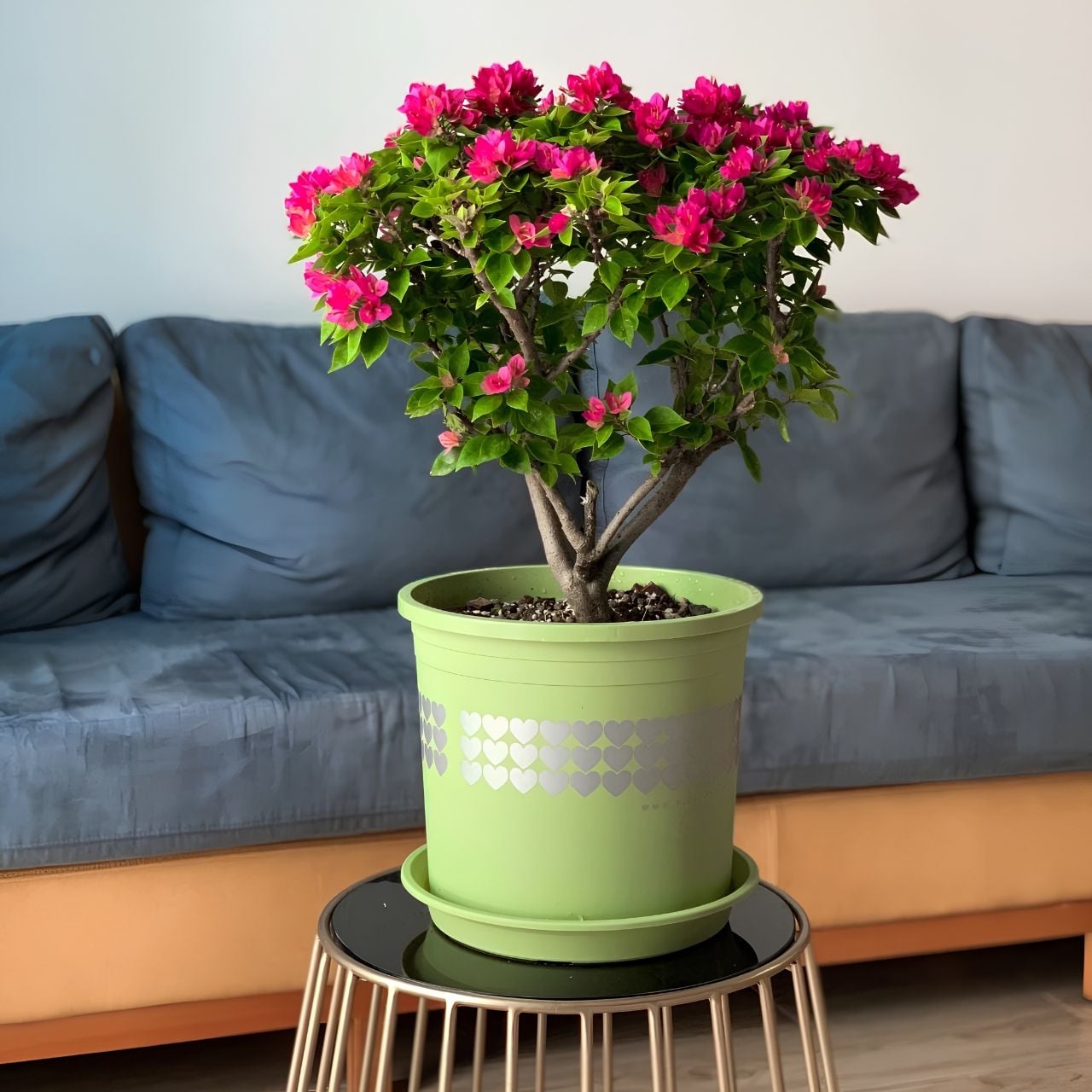  Chậu nhựa trồng cây VIETPOT, xanh Mint hoa văn tim, kiểng lá, hoa hồng, để bàn,ban công sân vườn. 
