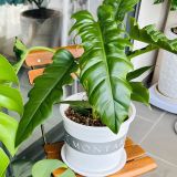  Chậu Nhựa Trồng Cây VIETPOT, màu trắng MONTARIO, kiểng lá, hoa hồng, để bàn, ban công,sân vườn 