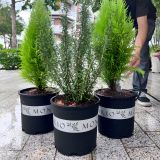  Chậu nhựa trồng cây VIETPOT, màu đen MONTARIO, trồng hoa kiểng, hoa hồng, để ban công, sân vườn. 
