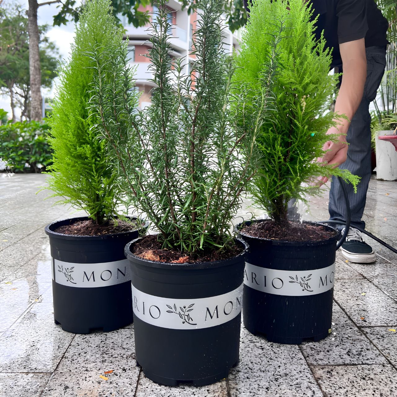  Chậu nhựa trồng cây VIETPOT, màu đen MONTARIO, trồng hoa kiểng, hoa hồng, để ban công, sân vườn. 
