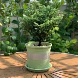  Chậu Nhựa Trồng Cây VIETPOT, xanh Mint MONTARIO, kiểng lá, hoa hồng, để bàn,ban công,sân vườn 