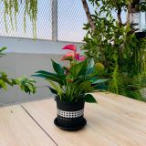  Chậu nhựa trồng cây VIETPOT, màu Đen Tim, trồng hoa kiểng, trang trí ban công, sân vườn, sân thượng 