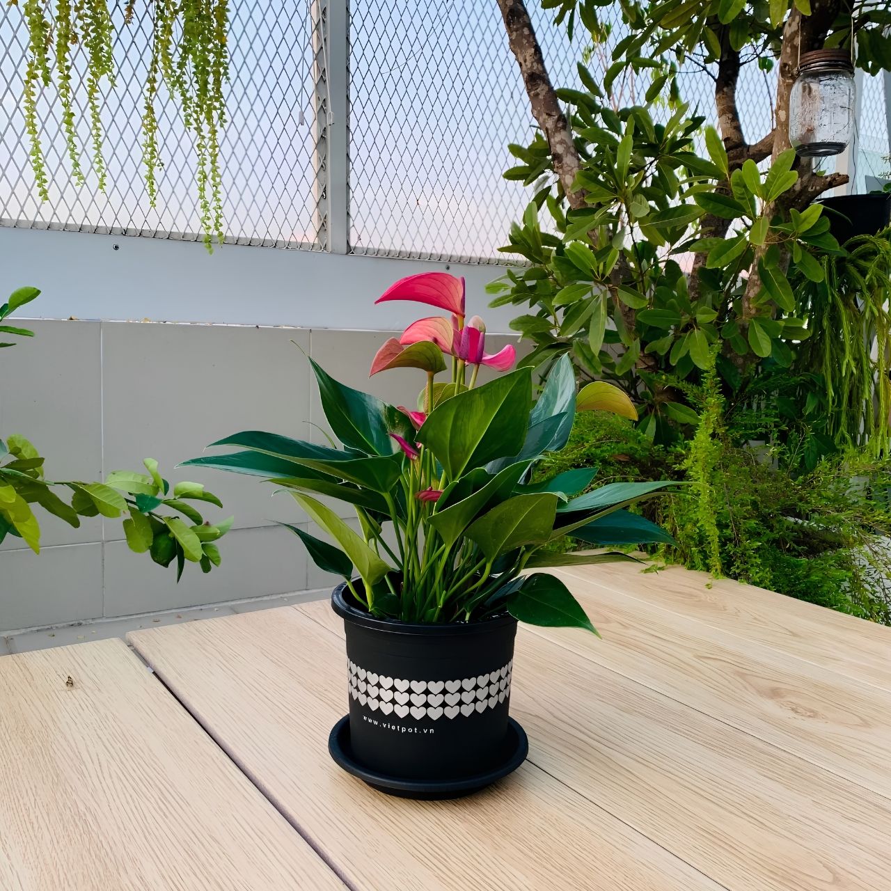  Chậu nhựa trồng cây VIETPOT, màu Đen Tim, trồng hoa kiểng, trang trí ban công, sân vườn, sân thượng 