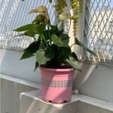  Chậu nhựa trồng cây VIETPOT, màu hồng tim, trồng kiểng lá, hoa hồng, trang trí ban công, sân vườn. 