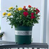  Chậu nhựa trồng cây VIETPOT, màu xanh MONTARIO, để ban công, sân vườn, trồng các loại cây hoa. 