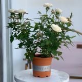  Chậu nhựa trồng cây VIETPOT, màu cam đất MONTARIO, trồng hoa kiểng, hoa hồng, ban công, vườn 