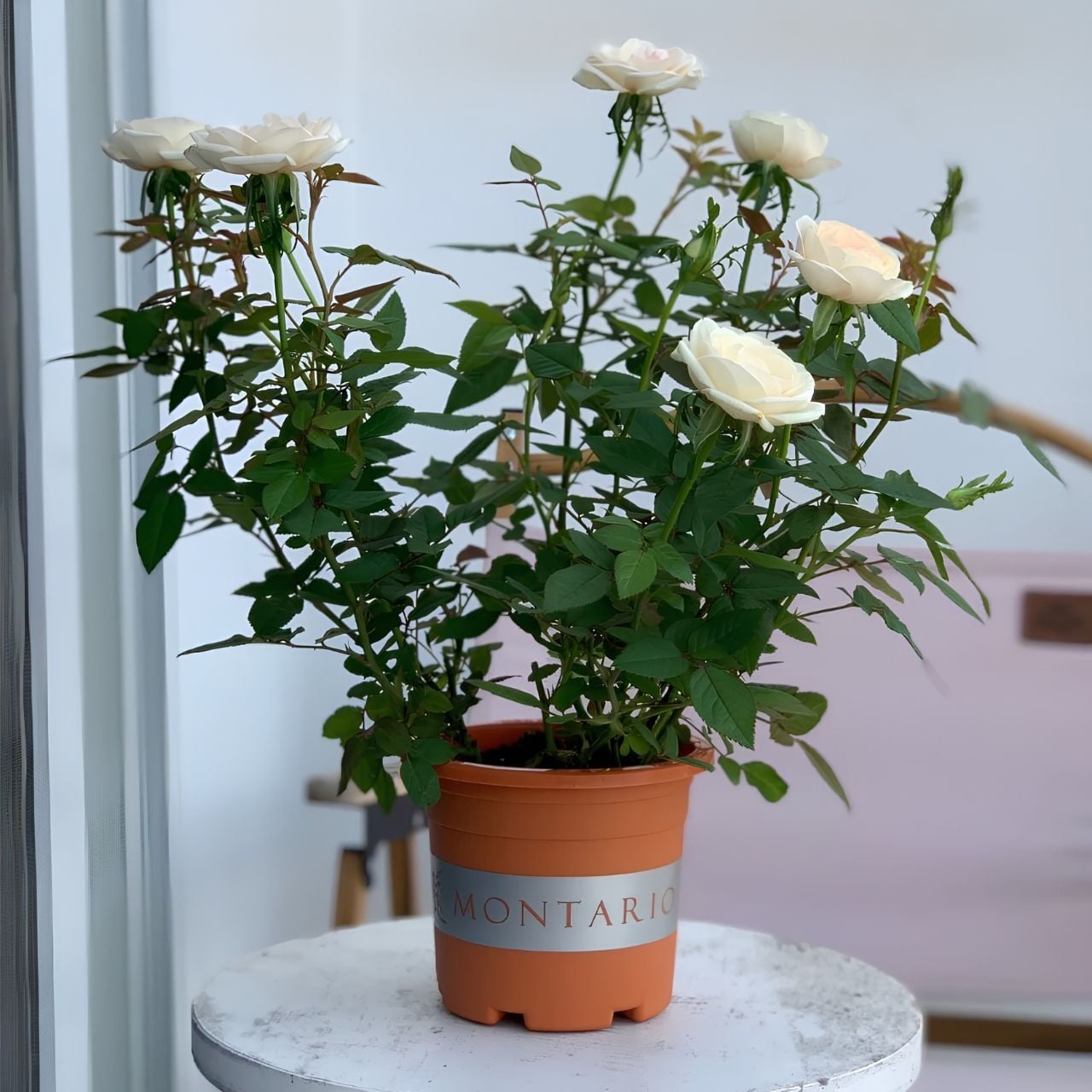  Chậu nhựa trồng cây VIETPOT, màu cam đất MONTARIO, trồng hoa kiểng, hoa hồng, ban công, vườn 