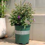  Chậu nhựa trồng cây VIETPOT, màu xanh tim, trồng kiểng lá, hoa hồng, trang trí ban công, sân vườn. 