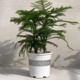  Chậu Nhựa Trồng Cây VIETPOT, màu trắng MONTARIO, kiểng lá, hoa hồng, để bàn, ban công,sân vườn 