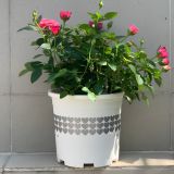  Chậu nhựa trồng cây VIETPOT, màu Trắng Tim, trồng kiểng lá, hoa hồng, trang trí ban công, sân vườn. 