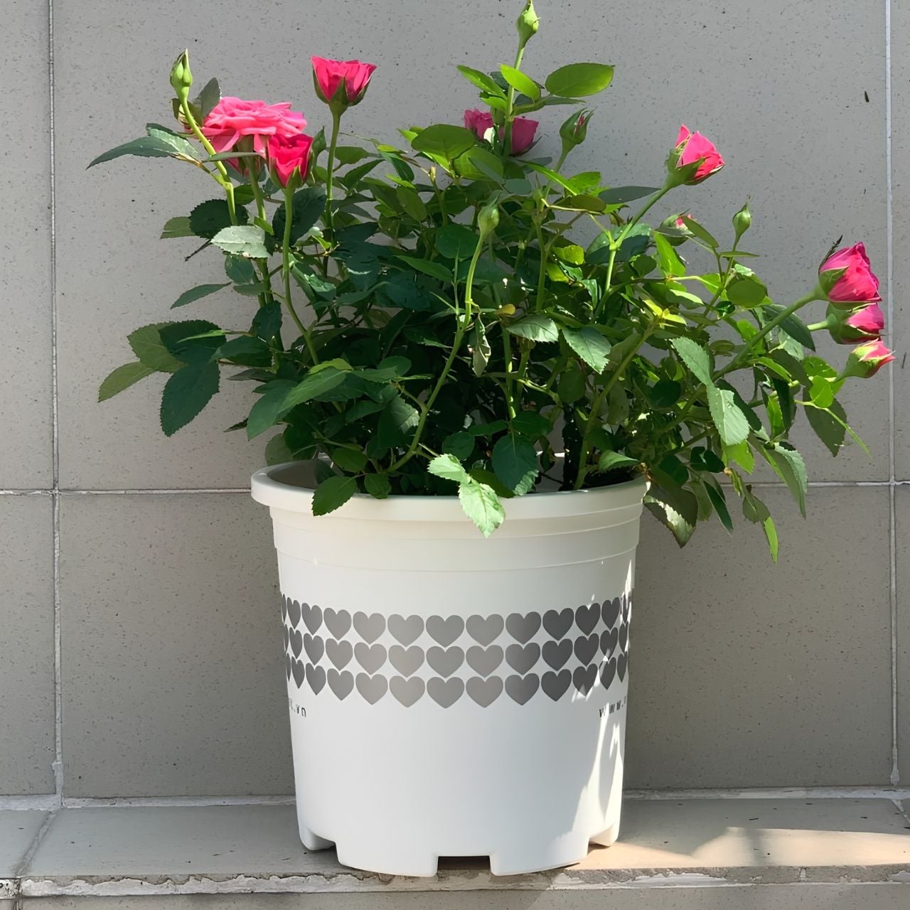  Chậu nhựa trồng cây VIETPOT, màu Trắng Tim, trồng kiểng lá, hoa hồng, trang trí ban công, sân vườn. 