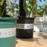  Chậu nhựa trồng cây VIETPOT, màu đen MONTARIO, trồng hoa kiểng, hoa hồng, để ban công, sân vườn. 