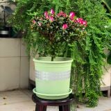  Chậu nhựa trồng cây VIETPOT, xanh Mint hoa văn tim, kiểng lá, hoa hồng, để bàn,ban công sân vườn. 
