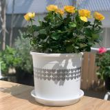  Chậu nhựa trồng cây VIETPOT, màu Trắng Tim, trồng kiểng lá, hoa hồng, trang trí ban công, sân vườn. 