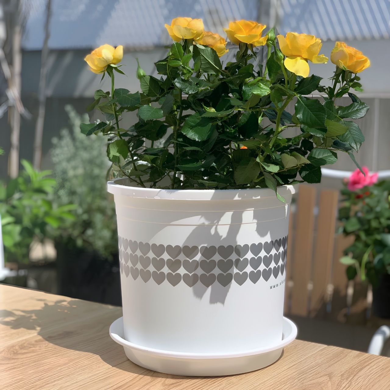  Chậu nhựa trồng cây VIETPOT, màu Trắng Tim, trồng kiểng lá, hoa hồng, trang trí ban công, sân vườn. 