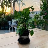  Chậu nhựa trồng cây VIETPOT, màu Đen Tim, trồng hoa kiểng, trang trí ban công, sân vườn, sân thượng 