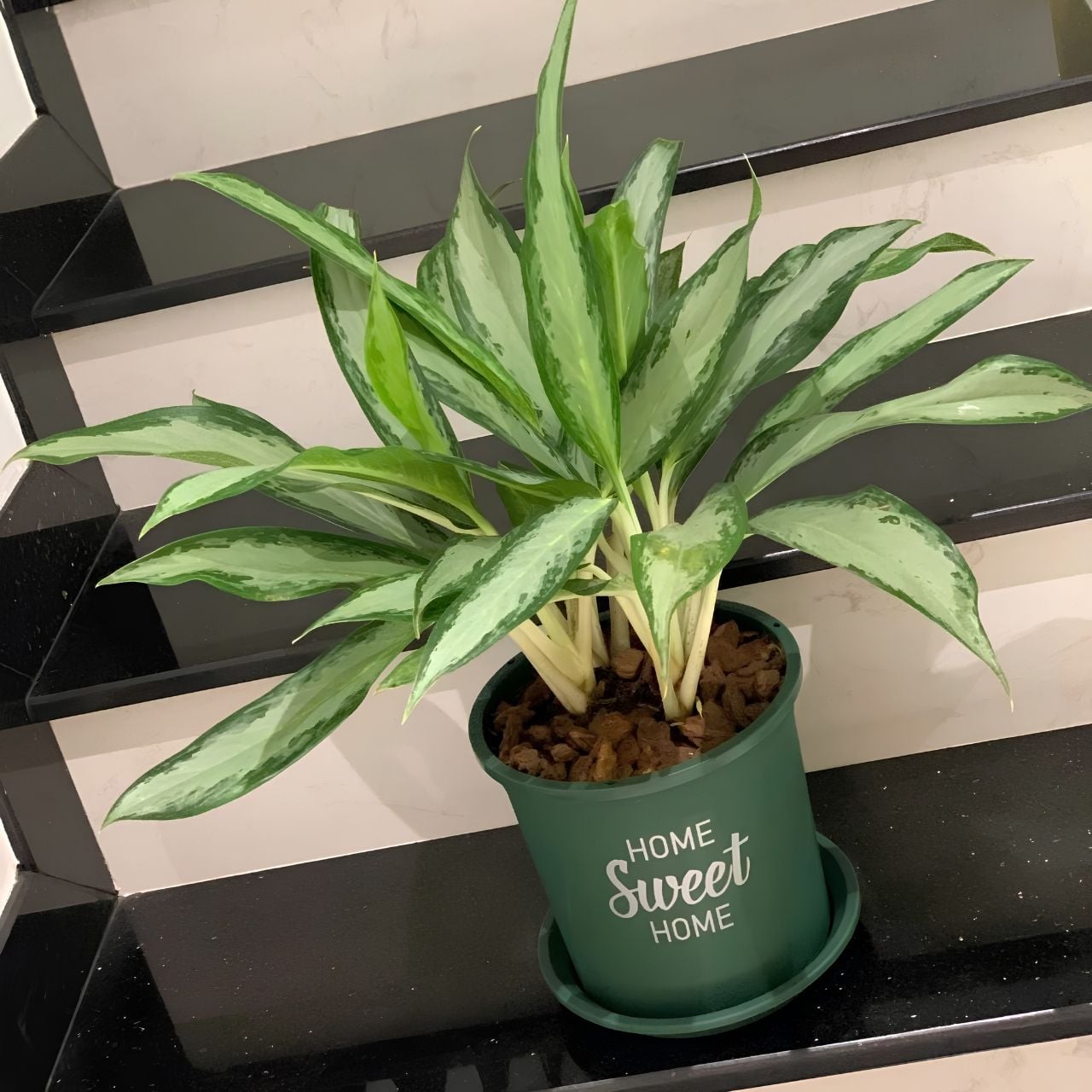  Chậu nhựa trồng cây VIETPOT, màu xanh, hoa văn Sweet Home, trồng hoa kiểng lá, để nhà, sân vườn. 