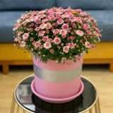  Chậu nhựa trồng cây VIETPOT, màu hồng MONTARIO, trồng hoa kiểng, hoa hồng, ban công, sân vườn 