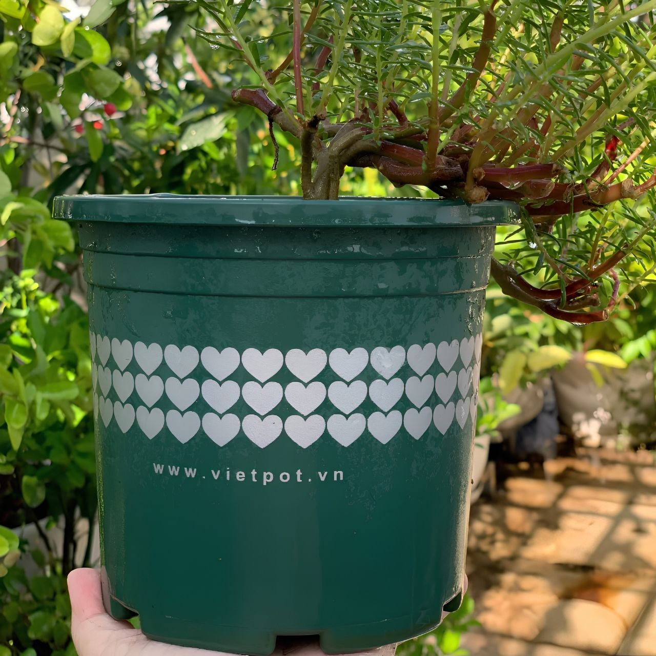  Chậu nhựa trồng cây VIETPOT, màu xanh tim, trồng kiểng lá, hoa hồng, trang trí ban công, sân vườn. 