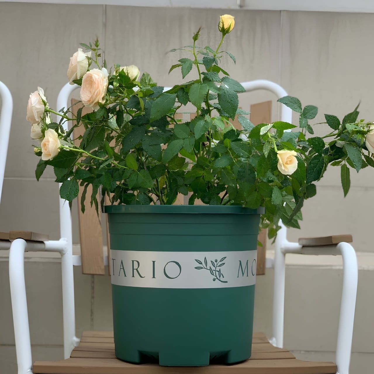  Chậu nhựa trồng cây VIETPOT, màu xanh MONTARIO, để ban công, sân vườn, trồng các loại cây hoa. 
