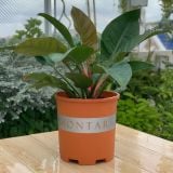  Chậu nhựa trồng cây VIETPOT, màu cam đất MONTARIO, trồng hoa kiểng, hoa hồng, ban công, vườn 