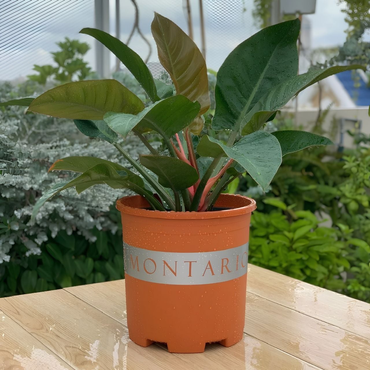  Chậu nhựa trồng cây VIETPOT, màu cam đất MONTARIO, trồng hoa kiểng, hoa hồng, ban công, vườn 