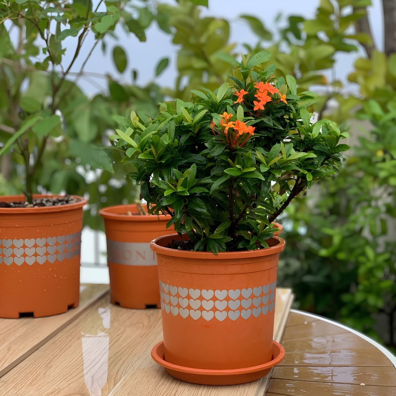  Chậu nhựa trồng cây VIETPOT, màu Cam Tim, trồng hoa kiểng, hoa hồng, để bàn, ban công, sân vườn. 