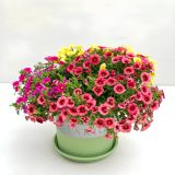  Chậu Nhựa Trồng Cây VIETPOT, xanh Mint MONTARIO, kiểng lá, hoa hồng, để bàn,ban công,sân vườn 