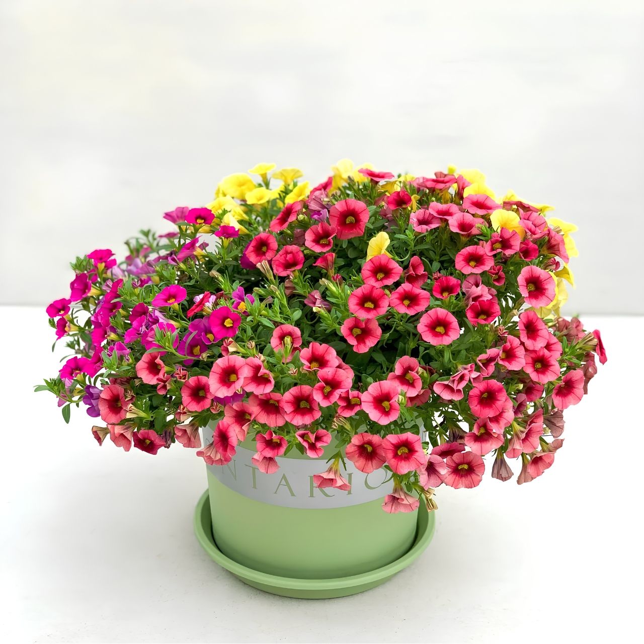  Chậu Nhựa Trồng Cây VIETPOT, xanh Mint MONTARIO, kiểng lá, hoa hồng, để bàn,ban công,sân vườn 