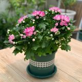  Chậu nhựa trồng cây VIETPOT, màu xanh tim, trồng kiểng lá, hoa hồng, trang trí ban công, sân vườn. 