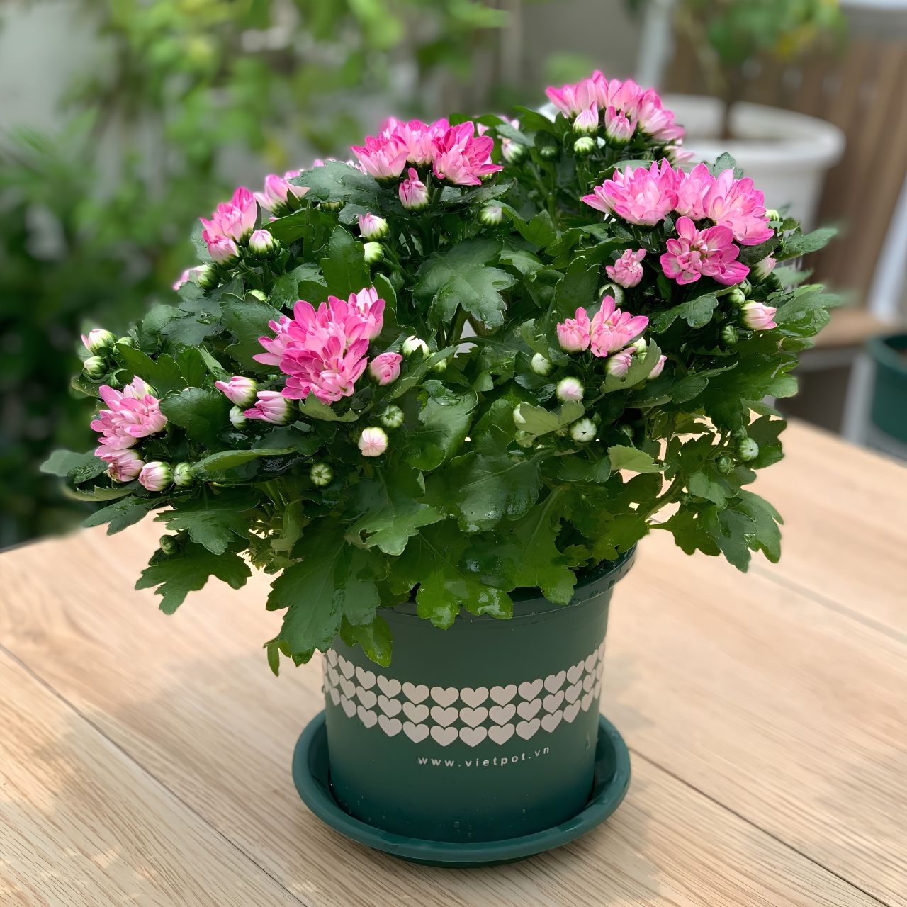  Chậu nhựa trồng cây VIETPOT, màu xanh tim, trồng kiểng lá, hoa hồng, trang trí ban công, sân vườn. 