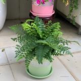  Chậu nhựa trồng cây VIETPOT, xanh Mint hoa văn tim, kiểng lá, hoa hồng, để bàn,ban công sân vườn. 