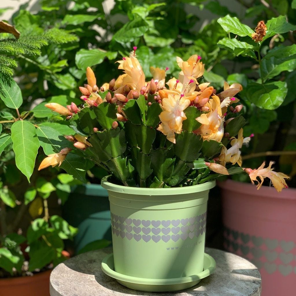  Chậu nhựa trồng cây VIETPOT, size 16x14, hoa văn tim, trồng kiểng lá, hoa hồng, để bàn, vườn. 