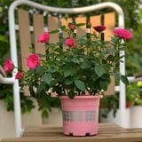  Chậu nhựa trồng cây VIETPOT, size nhỏ 13x11cm, hoa văn Tim, trồng hoa kiểng, để bàn, sân vườn 