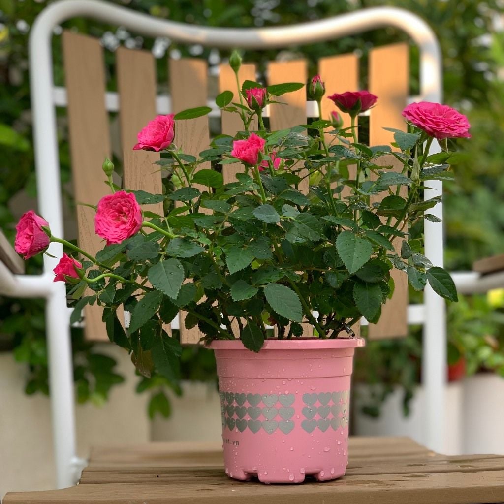  Chậu nhựa trồng cây VIETPOT, size nhỏ 13x11cm, hoa văn Tim, trồng hoa kiểng, để bàn, sân vườn 