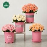  Đất trồng hoa hồng VIETPOT, NAMIX, bao 5 lít, tơi xốp, giữ ẩm tốt, hỗ trợ cây khoẻ ra hoa đẹp. 